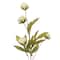 Cream Peony Stem by Ashland®